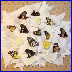 100 vrais papillons A1 A1 WHOLESALE Entomologie Taxidermie Insect Art Supplies