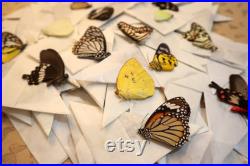 100 vrais papillons A1 A1 WHOLESALE Entomologie Taxidermie Insect Art Supplies