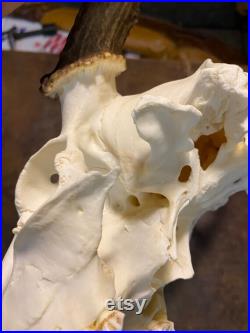 10 points Crâne de cerf de Virginie taxidermie curiosité curiosité décor cabine