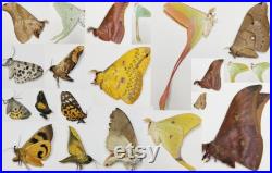 10pcs Papillons chinois aléatoires (non répandus), Grande taille Taxidermie d insectes secs, Papillon, Saturniidae, Actias, Papilio, Pieridae, Fête des pères