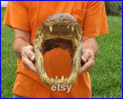 14 Real Alligator Head From a 9 Foot Louisiana Gator Taxidermy Swamp Wars