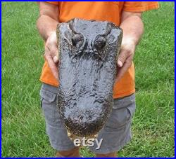 14 Real Alligator Head From a 9 Foot Louisiana Gator Taxidermy Swamp Wars