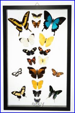 18 Count Real Glass Framed Butterfly 13 x 20
