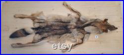 1X Fourrure de Coyote AVEC PATTES, peau de coyote, Canada, Nord Américain, fourniture et produits taxidermie, Cuir, tannage, pelt