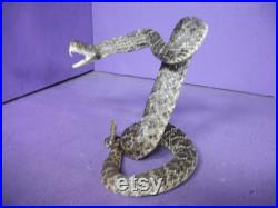 1 Real Texas Western Diamond dos serpent à sonnettes conservé monter en peluche Man Cave décor