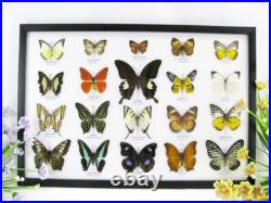 20 vrais papillons préparés comme murale vitrine entomologie taxidermie 32