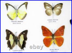 20 vrais papillons préparés comme murale vitrine entomologie taxidermie 32