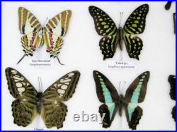 20 vrais papillons préparés comme murale vitrine entomologie taxidermie 32
