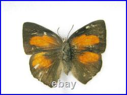 20 vrais papillons préparés comme murale vitrine entomologie taxidermie 32