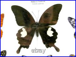 20 vrais papillons préparés comme murale vitrine entomologie taxidermie 32