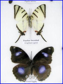20 vrais papillons préparés comme murale vitrine entomologie taxidermie 32