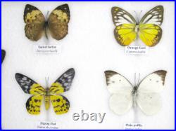 20 vrais papillons préparés comme murale vitrine entomologie taxidermie 32