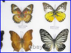 20 vrais papillons préparés comme murale vitrine entomologie taxidermie 32