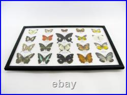 20 vrais papillons préparés comme murale vitrine entomologie taxidermie 32