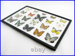 20 vrais papillons préparés comme murale vitrine entomologie taxidermie 32