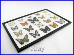 20 vrais papillons préparés comme murale vitrine entomologie taxidermie 32