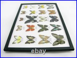 20 vrais papillons préparés comme murale vitrine entomologie taxidermie 32
