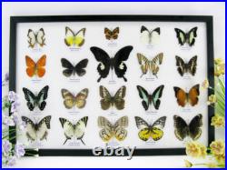 20 vrais papillons préparés comme murale vitrine entomologie taxidermie 38