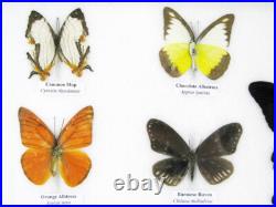 20 vrais papillons préparés comme murale vitrine entomologie taxidermie 38