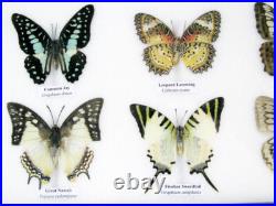 20 vrais papillons préparés comme murale vitrine entomologie taxidermie 38