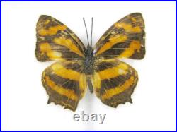 20 vrais papillons préparés comme murale vitrine entomologie taxidermie 38