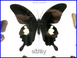 20 vrais papillons préparés comme murale vitrine entomologie taxidermie 38