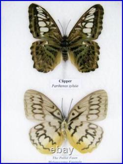 20 vrais papillons préparés comme murale vitrine entomologie taxidermie 38