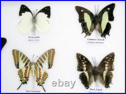 20 vrais papillons préparés comme murale vitrine entomologie taxidermie 38