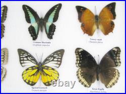 20 vrais papillons préparés comme murale vitrine entomologie taxidermie 38