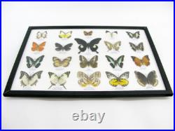 20 vrais papillons préparés comme murale vitrine entomologie taxidermie 38