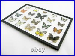 20 vrais papillons préparés comme murale vitrine entomologie taxidermie 38