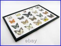 20 vrais papillons préparés comme murale vitrine entomologie taxidermie 38