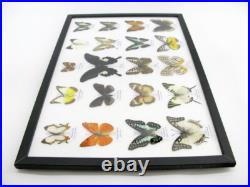 20 vrais papillons préparés comme murale vitrine entomologie taxidermie 38