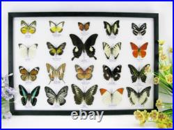 20 vrais papillons préparés comme murale vitrine entomologie taxidermie 44