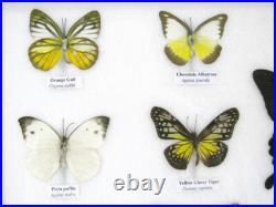 20 vrais papillons préparés comme murale vitrine entomologie taxidermie 44