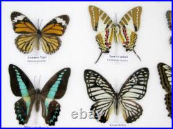 20 vrais papillons préparés comme murale vitrine entomologie taxidermie 44