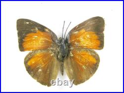 20 vrais papillons préparés comme murale vitrine entomologie taxidermie 44