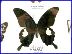 20 vrais papillons préparés comme murale vitrine entomologie taxidermie 44