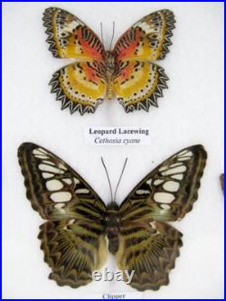 20 vrais papillons préparés comme murale vitrine entomologie taxidermie 44