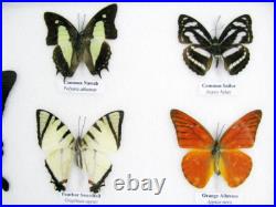 20 vrais papillons préparés comme murale vitrine entomologie taxidermie 44