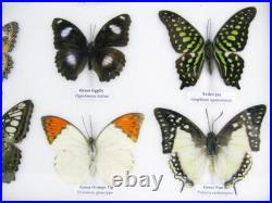 20 vrais papillons préparés comme murale vitrine entomologie taxidermie 44