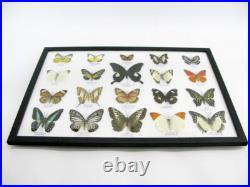 20 vrais papillons préparés comme murale vitrine entomologie taxidermie 44