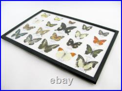 20 vrais papillons préparés comme murale vitrine entomologie taxidermie 44