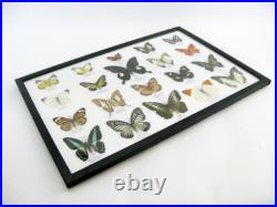 20 vrais papillons préparés comme murale vitrine entomologie taxidermie 44