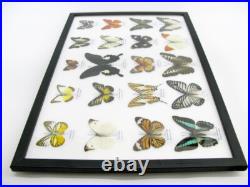 20 vrais papillons préparés comme murale vitrine entomologie taxidermie 44