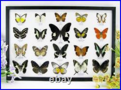 20 vrais papillons préparés comme murale vitrine entomologie taxidermie 45