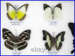 20 vrais papillons préparés comme murale vitrine entomologie taxidermie 45