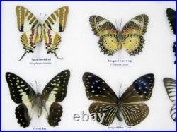 20 vrais papillons préparés comme murale vitrine entomologie taxidermie 45