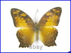 20 vrais papillons préparés comme murale vitrine entomologie taxidermie 45