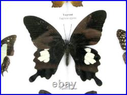 20 vrais papillons préparés comme murale vitrine entomologie taxidermie 45